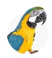 Bird Products