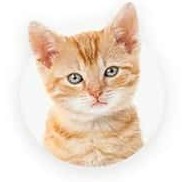 Cat Products