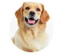 Dog Products