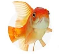 Fish Products