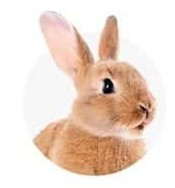 Rabbit Products